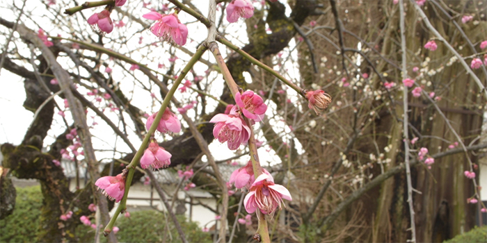 熊本県益城町の花　うめ