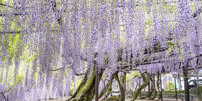 熊本県御船町の花　ふじ