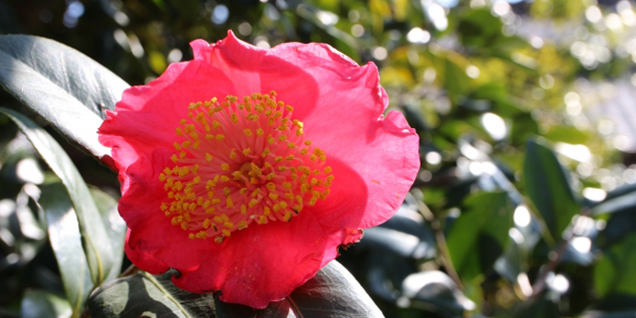 熊本市の花　肥後つばき