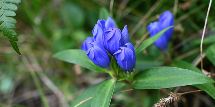 熊本県南小国町の花　りんどう