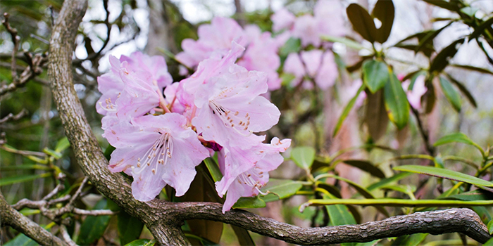 熊本県水上村の花　シャクナゲ