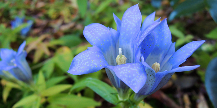 熊本県の花　リンドウ