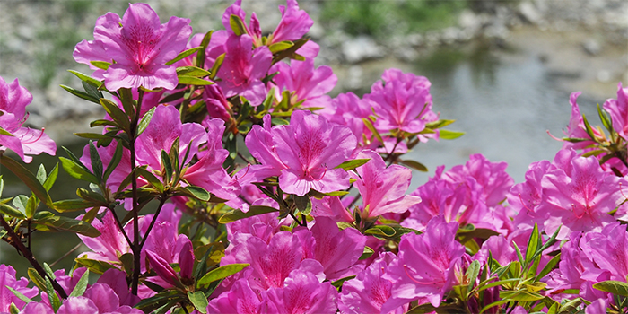 熊本県南関町の花　つつじ