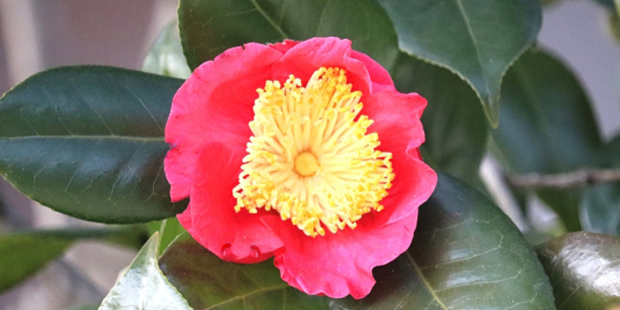 熊本市の花　肥後つばき