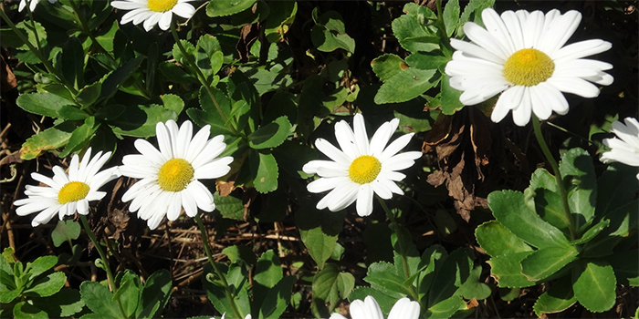 熊本県西原村の花　のぎく