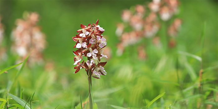 熊本県小国町の花　エビネ