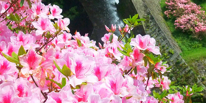 熊本県大津町の花　つつじ