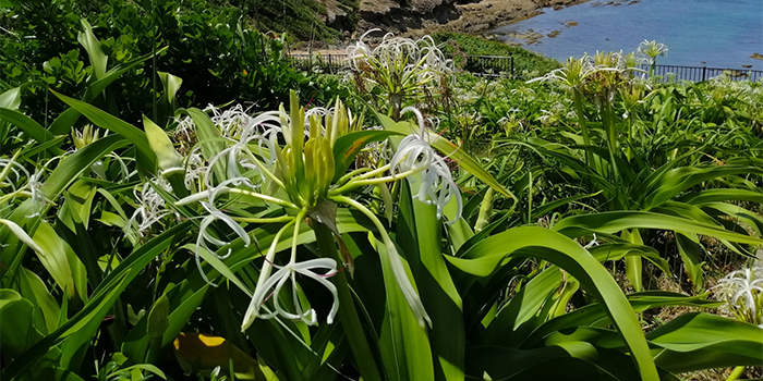 熊本県苓北町の花　ハマユウ