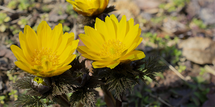 熊本県相良村の花　フクジュソウ