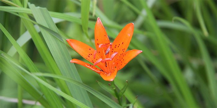 熊本県高森町の花　ひめゆり