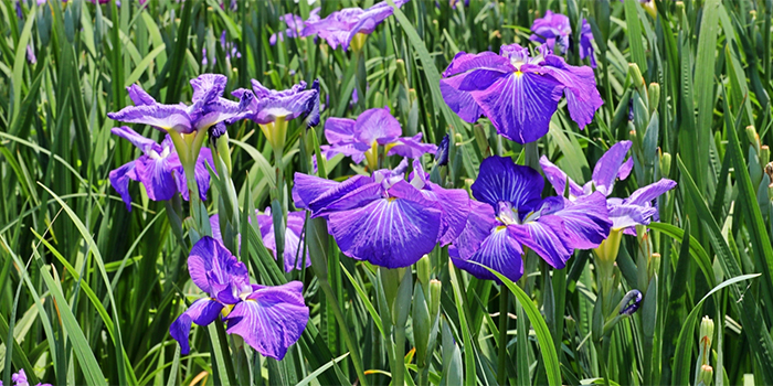 熊本県玉名市の花　肥後しょうぶ