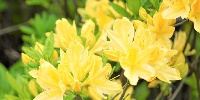 熊本県多良木町の花　百太郎つつじ