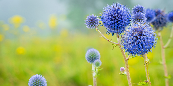 熊本県産山村の花　ヒゴタイ