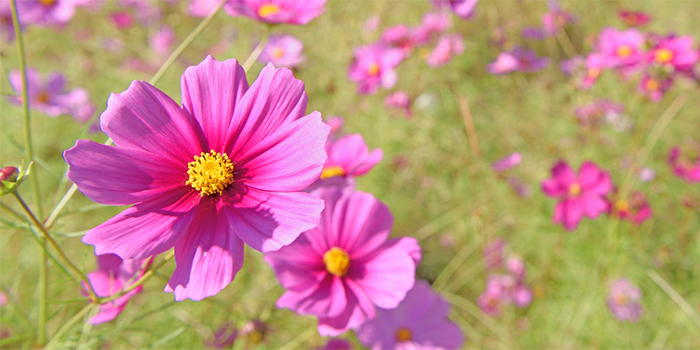 熊本県宇城市の花　コスモス