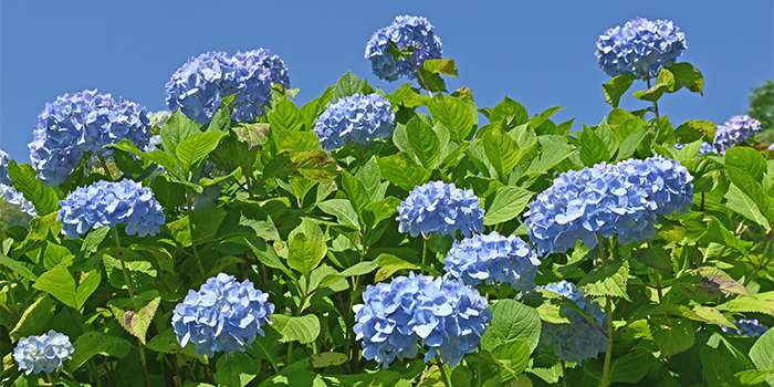 熊本県宇土市の花　あじさい