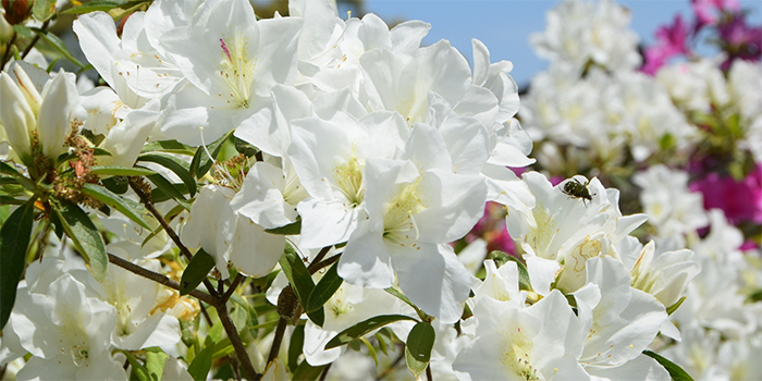 熊本県山江村の花　つつじ