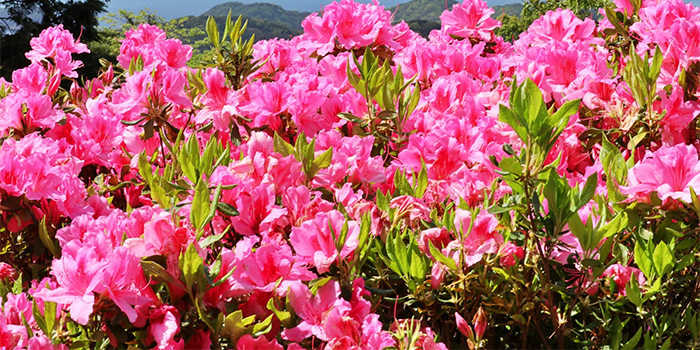 熊本県山鹿市の花　つつじ