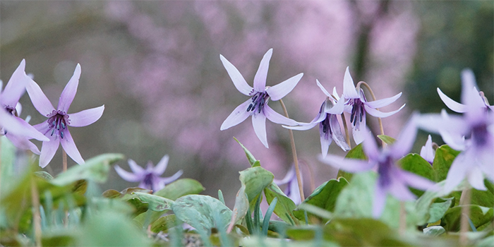 熊本県山都町の花　かたくり