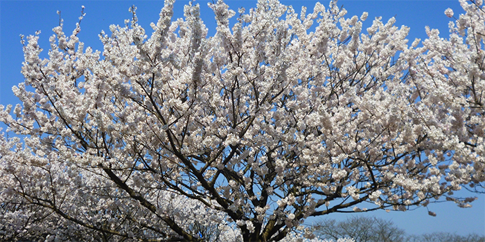 熊本県八代市の花　サクラ