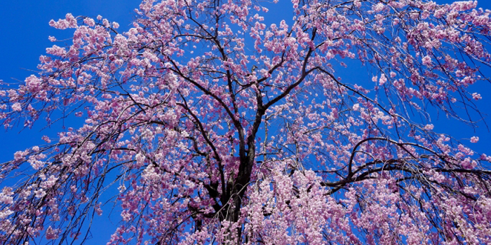 京都府の花　しだれ桜