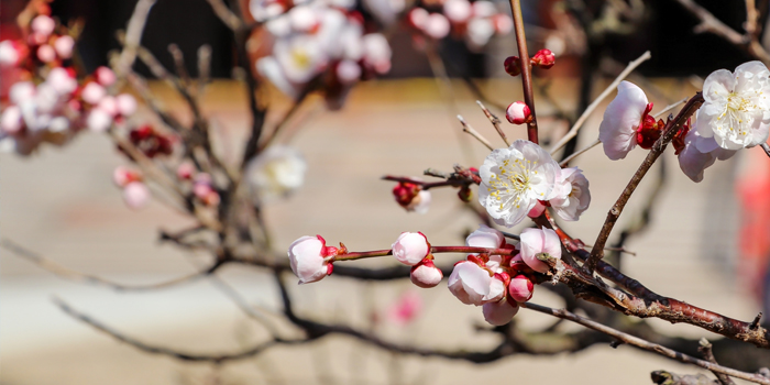 京都府綾部市の花　梅