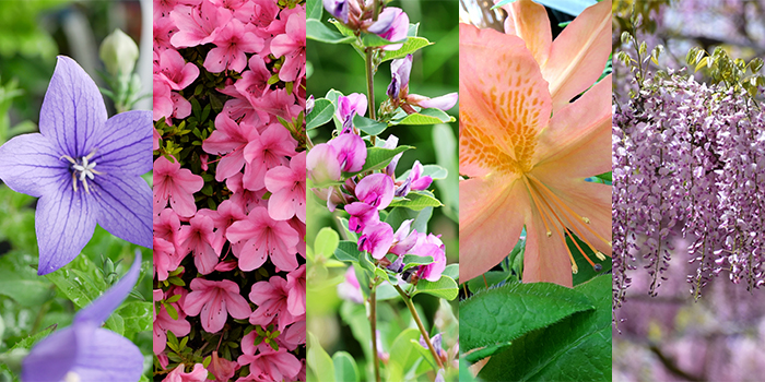 京都府福知山市の花　キキョウ・サツキ・ハギ・レンゲツツジ・フジ