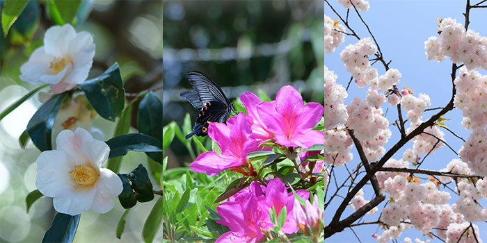 京都市の花　ツバキ・ツツジ・サトザクラ