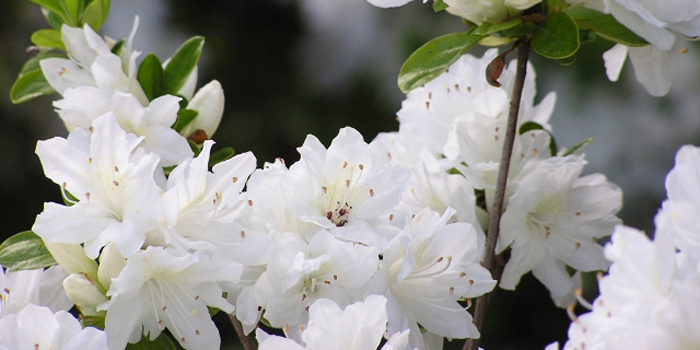 京都府亀岡市の花　ツツジ