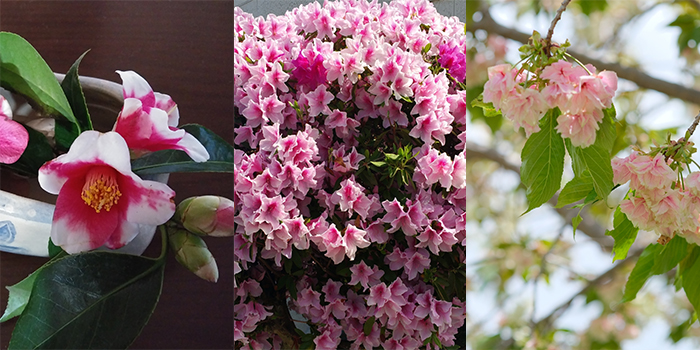 京都市の花　ツバキ・ツツジ・サトザクラ