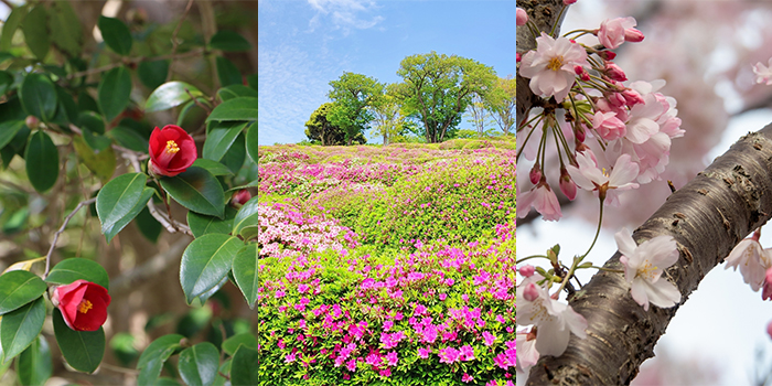 京都市の花　ツバキ・ツツジ・サトザクラ