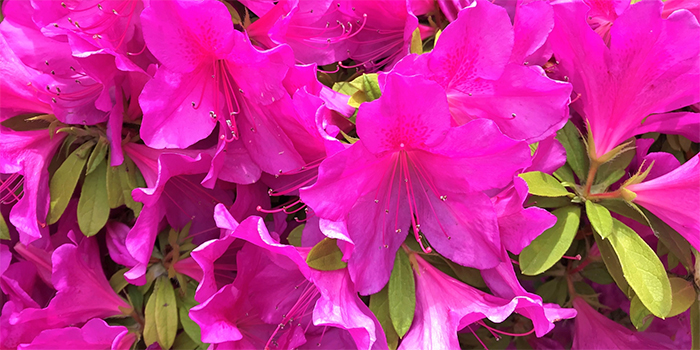 京都府京田辺市の花　ひらどつつじ