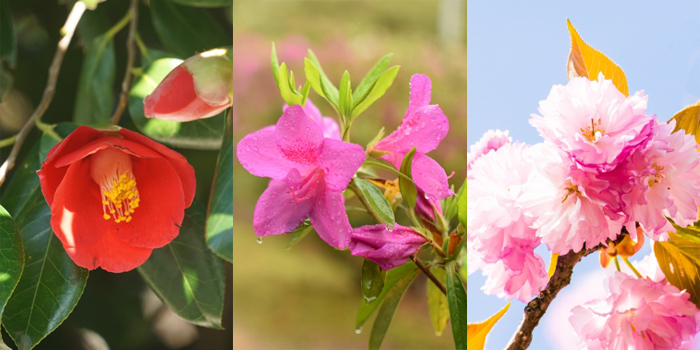 京都府京都市の花　ツバキ・ツツジ・サトザクラ