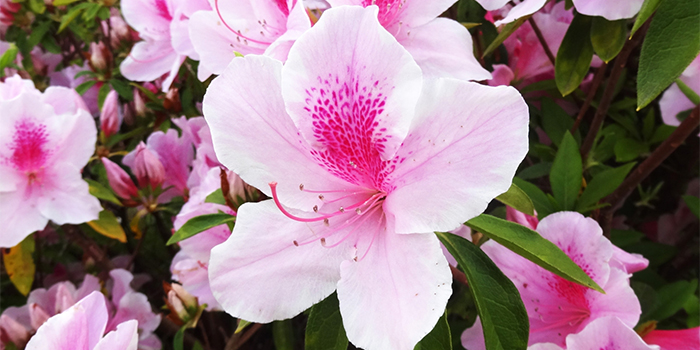 京都府舞鶴市の花　ツツジ