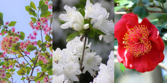 京都府の花 ツバキ・ツツジ・サトザクラ