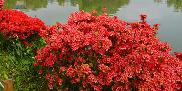 京都府長岡京市の花　キリシマツツジ