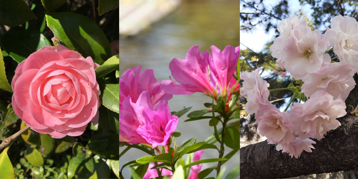 京都市の花 ツバキ・ツツジ・サトザクラ