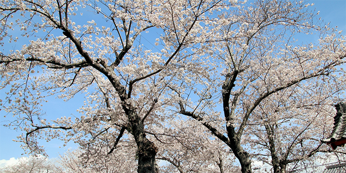京都府南丹市の花　桜