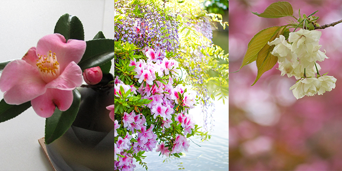 京都市の花　ツバキ・ツツジ・サトザクラ