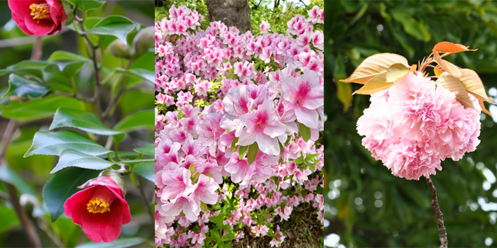 京都市の花　ツバキ・ツツジ・サトザクラ