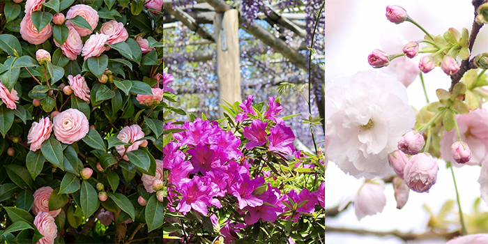 京都市の花 ツバキ・ツツジ・サトザクラ