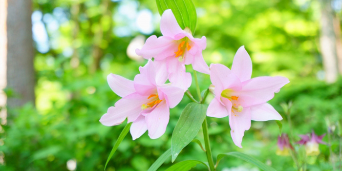 三重県伊賀市の花　ササユリ