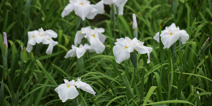 三重県の花　ハナショウブ