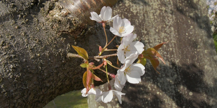 三重県伊勢市の花　オヤネザクラ