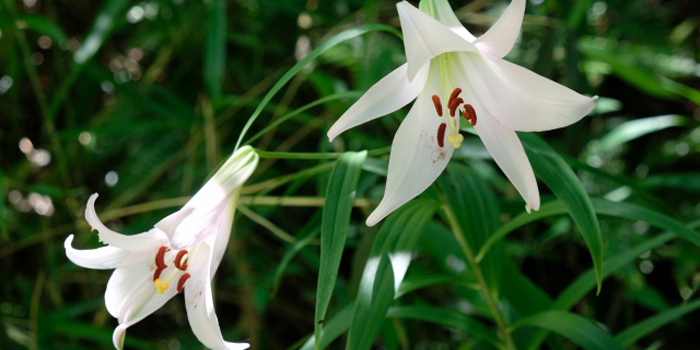 三重県熊野市の花　ササユリ