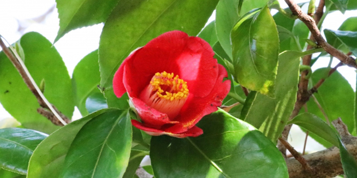 三重県尾鷲市の花　ヤマツバキ