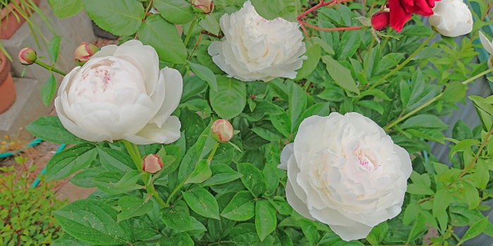 三重県員弁郡東員町の花　シャクヤク