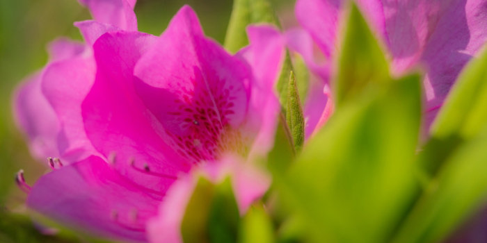 三重県津市の花　ツツジ