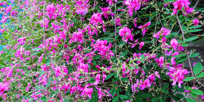 宮城県の花　ミヤギノハギ