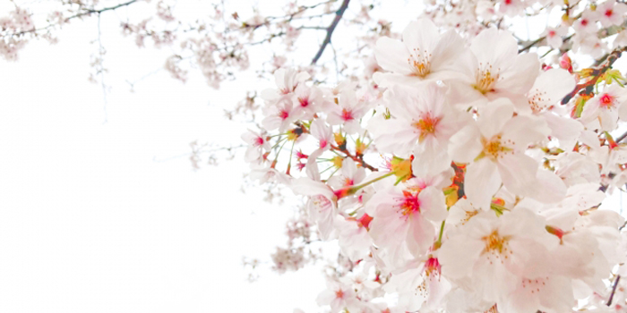 宮城県仙台市の花　サクラ