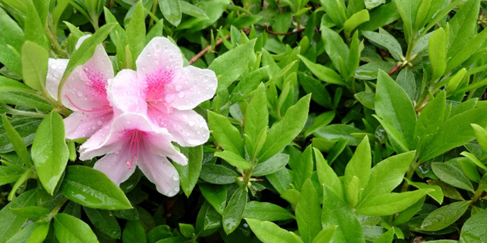 宮城県石巻市の花 ツツジ
